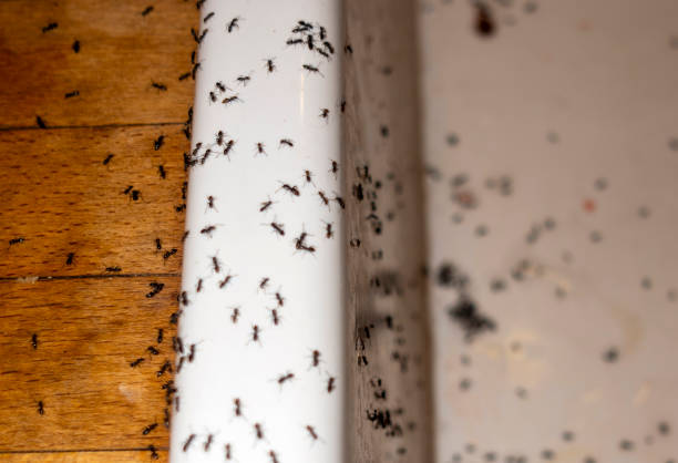 Professional Pest Control in Niles, MI