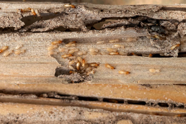 Best Emergency Pest Control  in Niles, MI